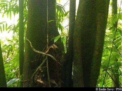 Corossolier montagne