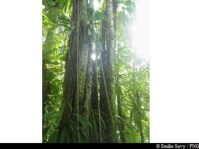 Corossolier montagne