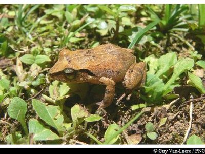 Hylode de la Martinique