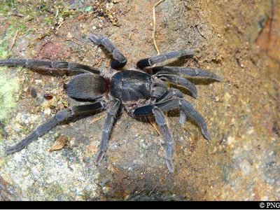 Mygale de la Soufrière