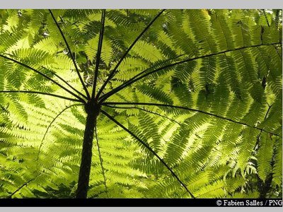 fougère arborescente