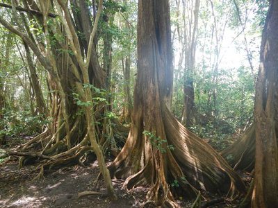 Pterocarpus officinalis