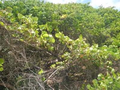Vue sur les mancenilliers
